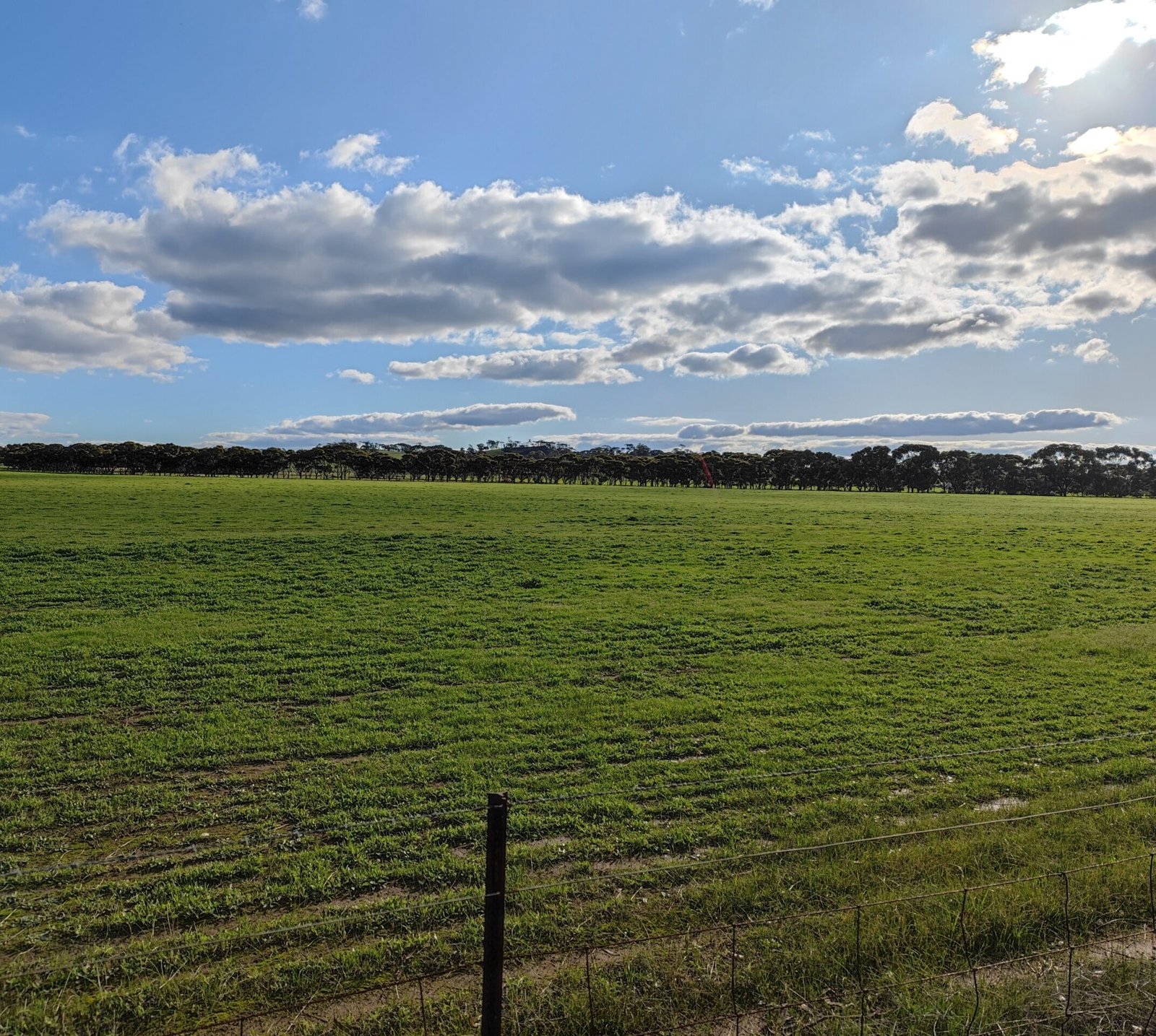 Brookton Crops View